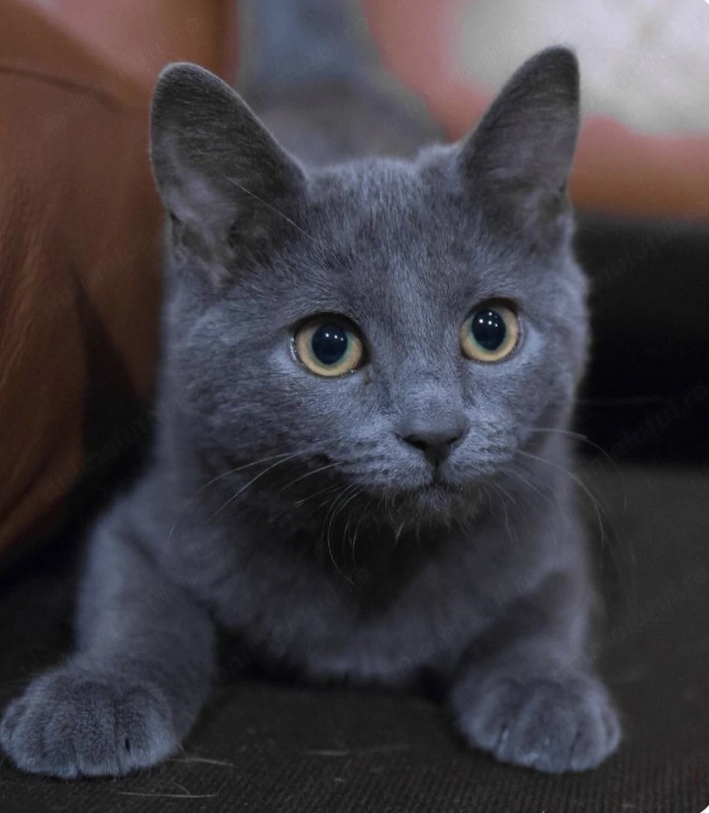 Fetița albastru de rusia