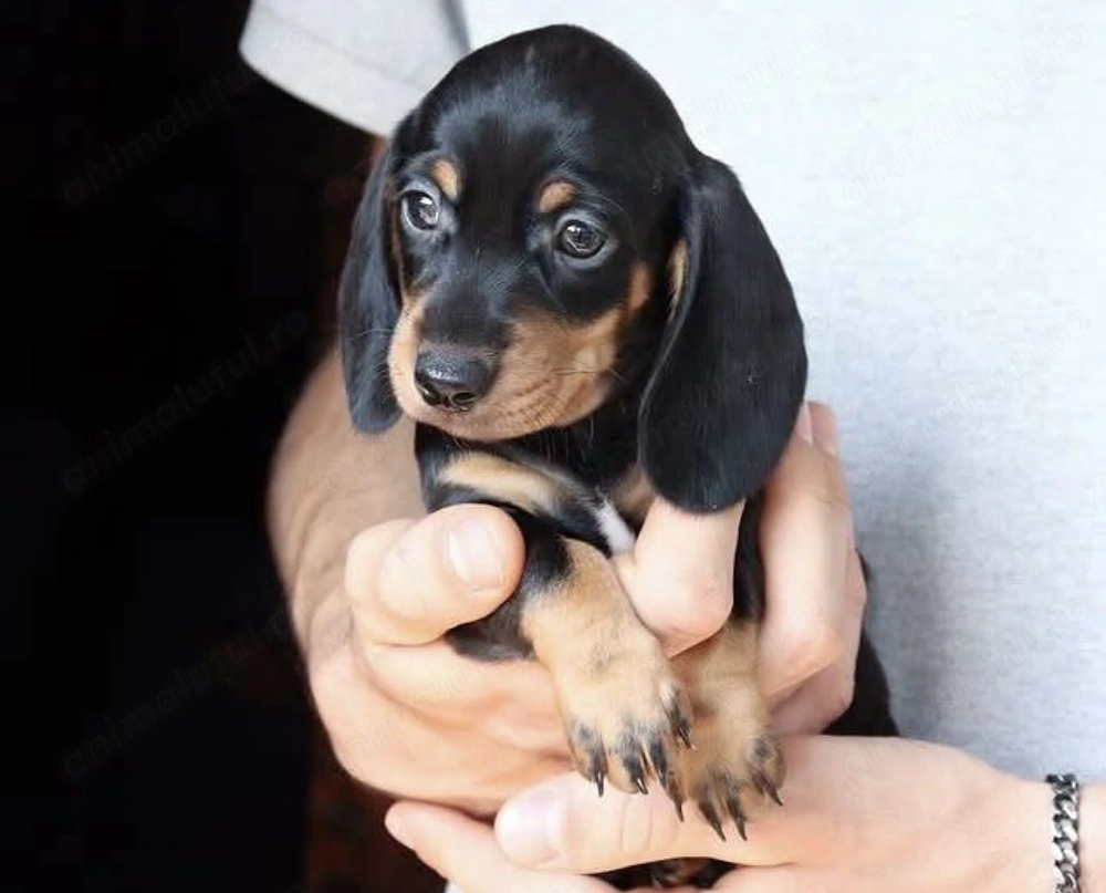 Fetița și băiețel Teckel 