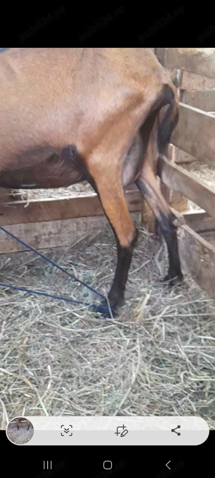 Capra alpina franceza 