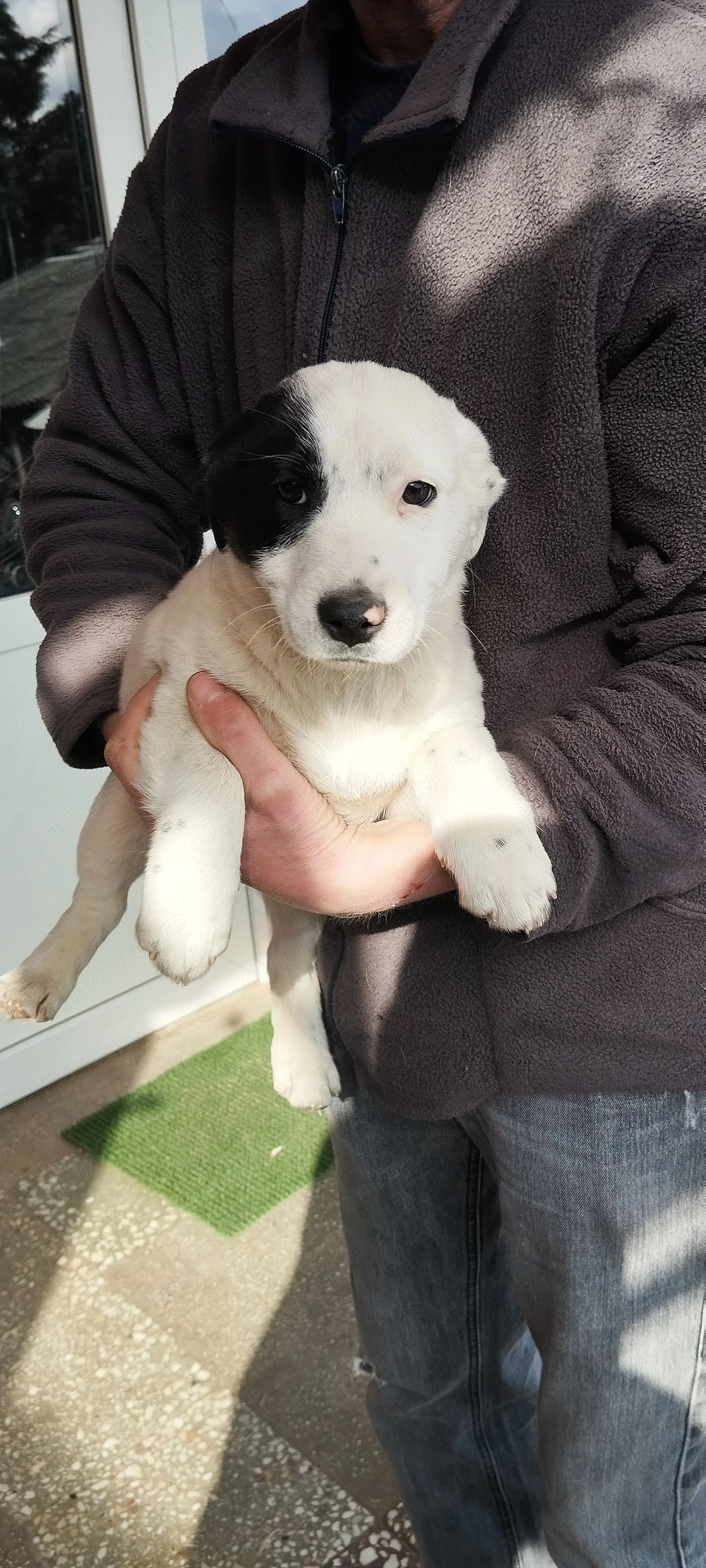 Vand catei jack russel