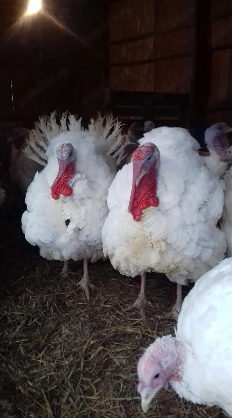 Vând un curcan de casa are in jur de 18 kg 