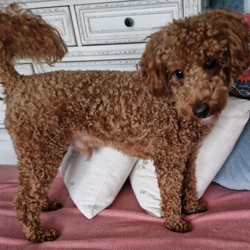 Cavapoo băiețel 