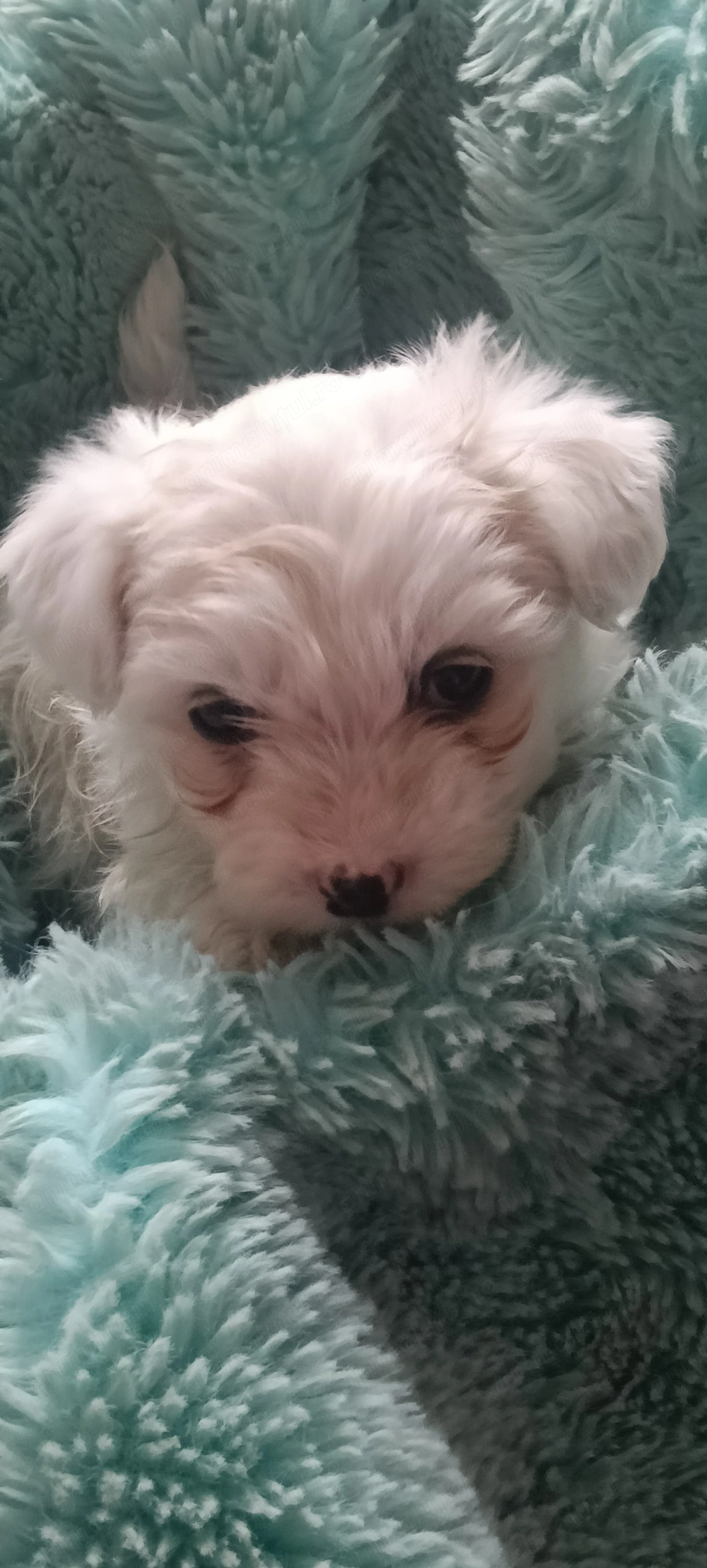 Bichon își caută căsuța 