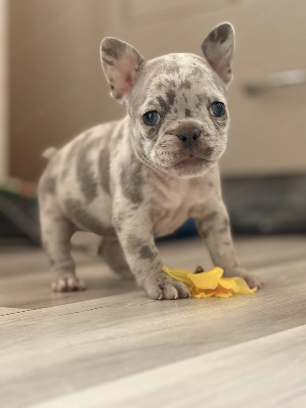 Bulldog francez merle 