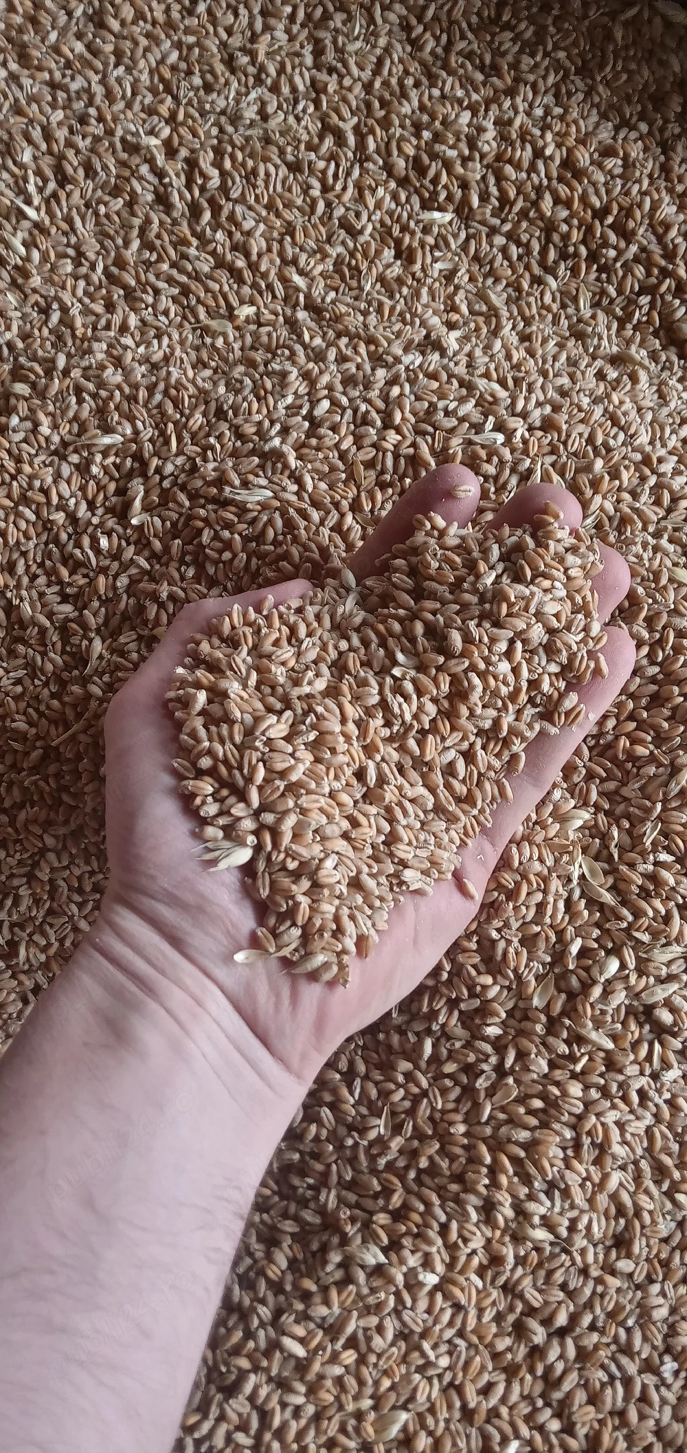 Vând Grâu producție 2025