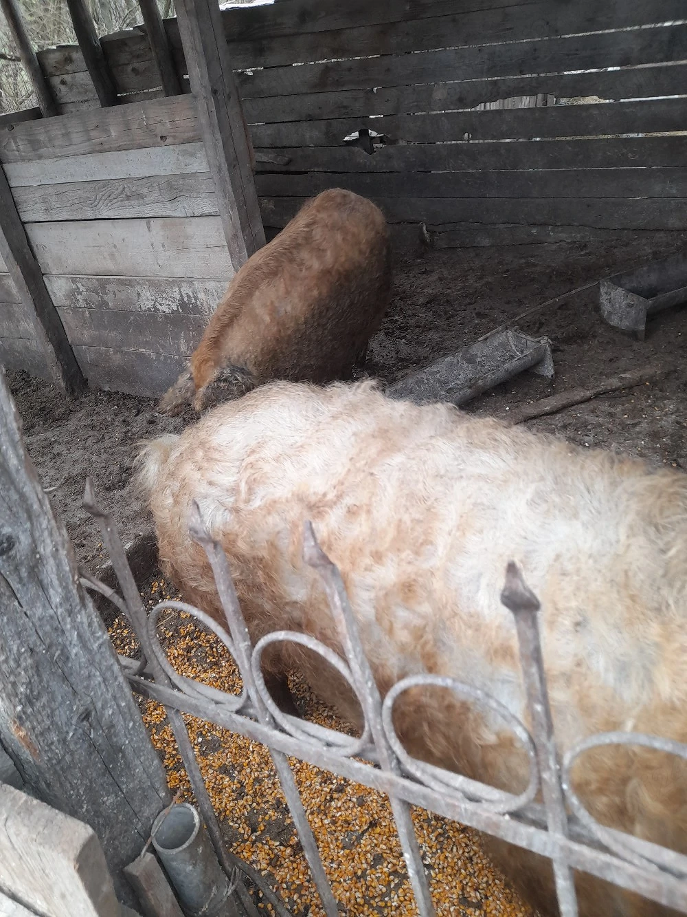 vand porci mangalita