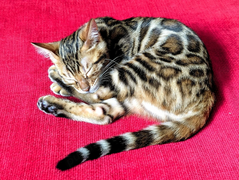 Pui Bengal Din Părinți Inregistrati TICA ( pedigree) 