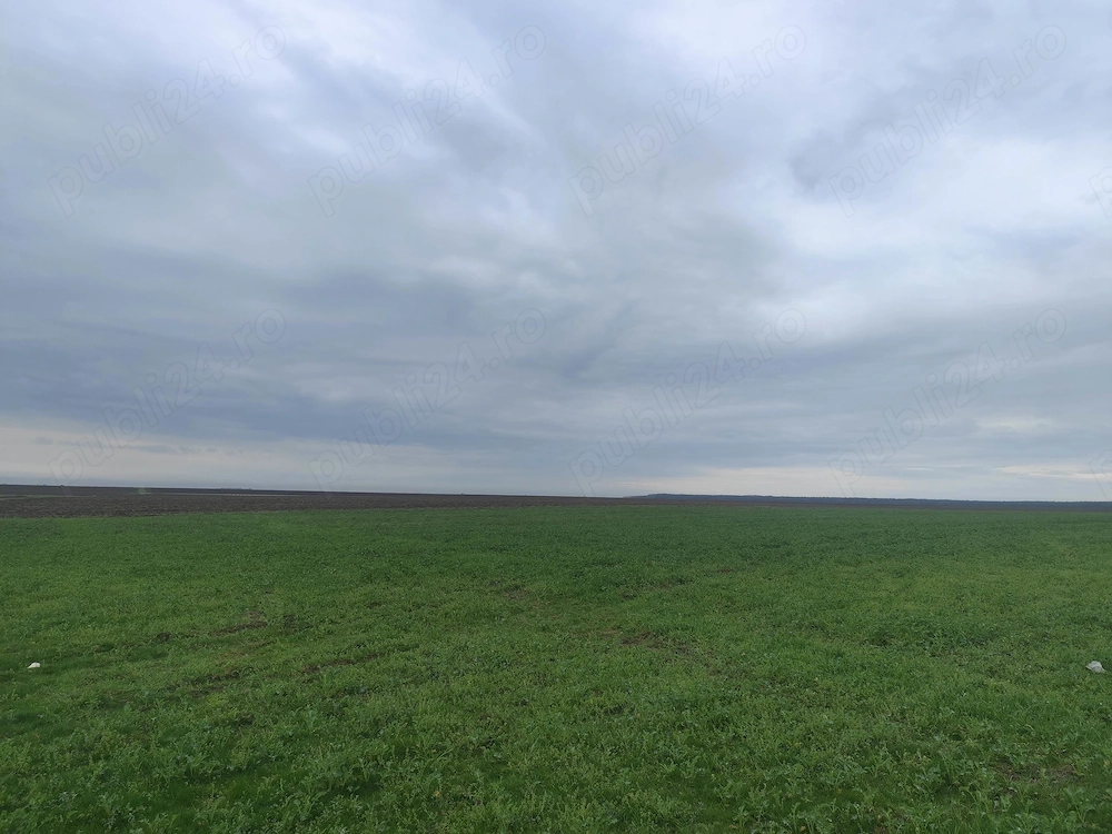 frumusani, teren de vanzare extravilan- direct proprietar