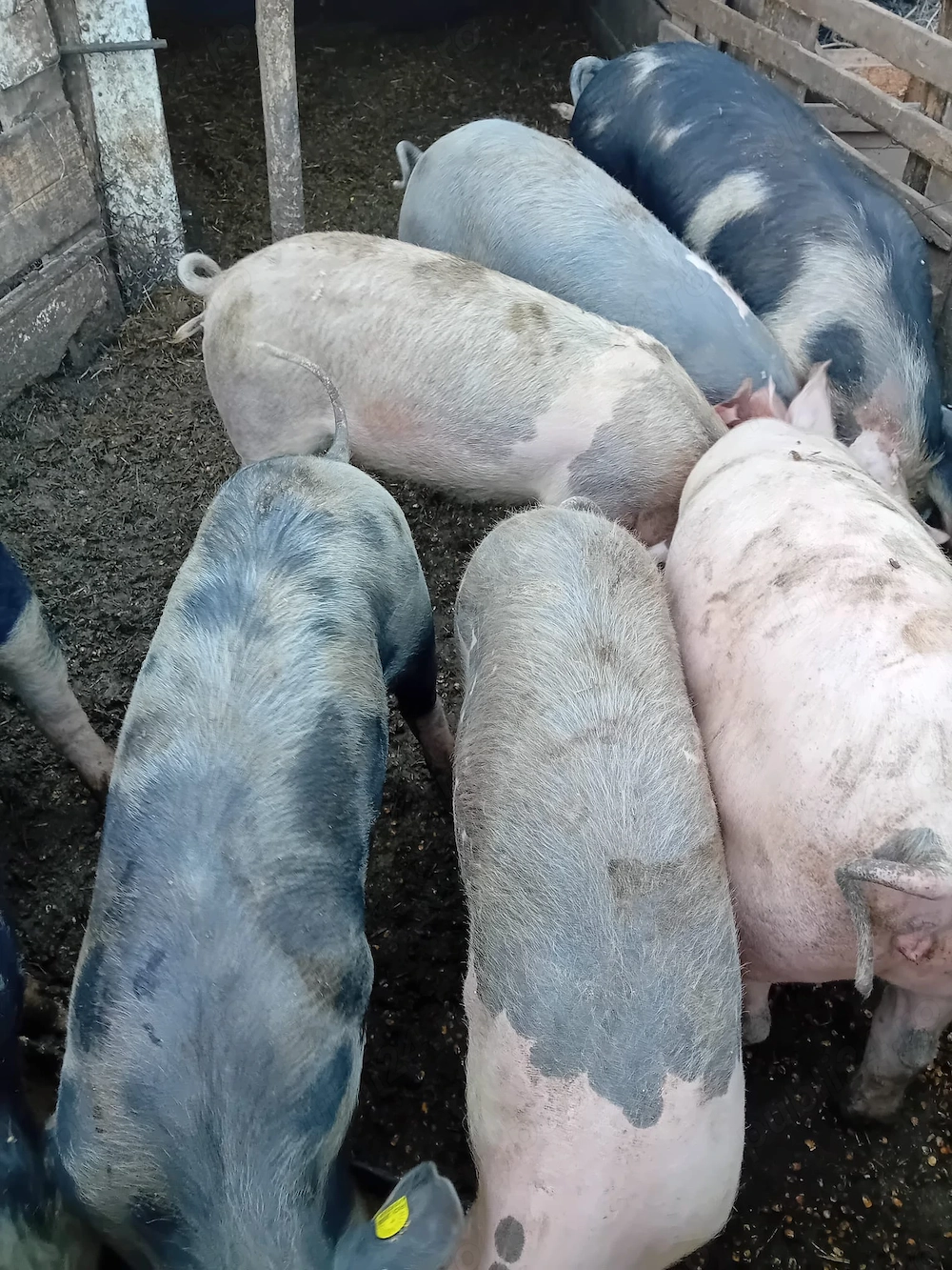 Porci bio de vanzare 