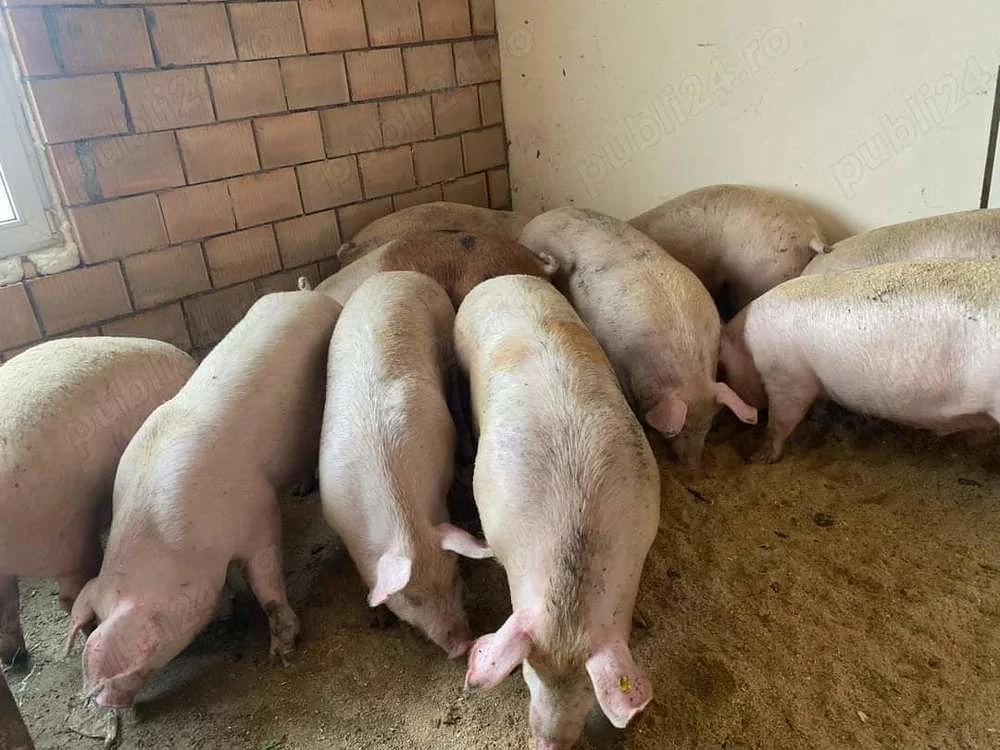 Porci de vanzare in localitatea Babadag, judet Tulcea