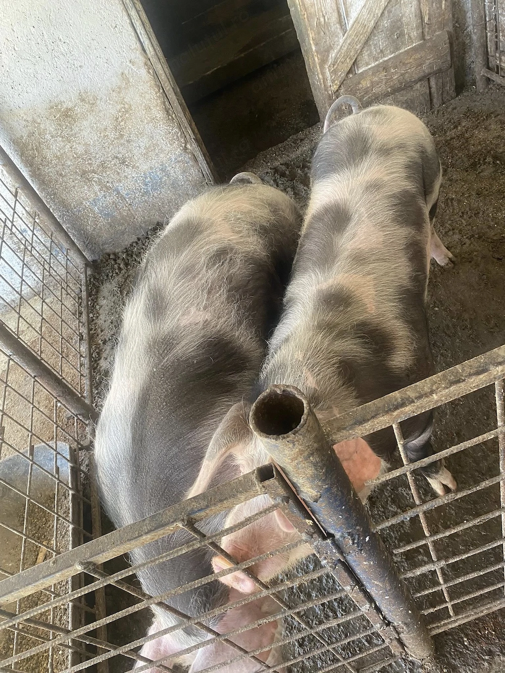 Porci de vanzare in localitatea Babadag, judet Tulcea