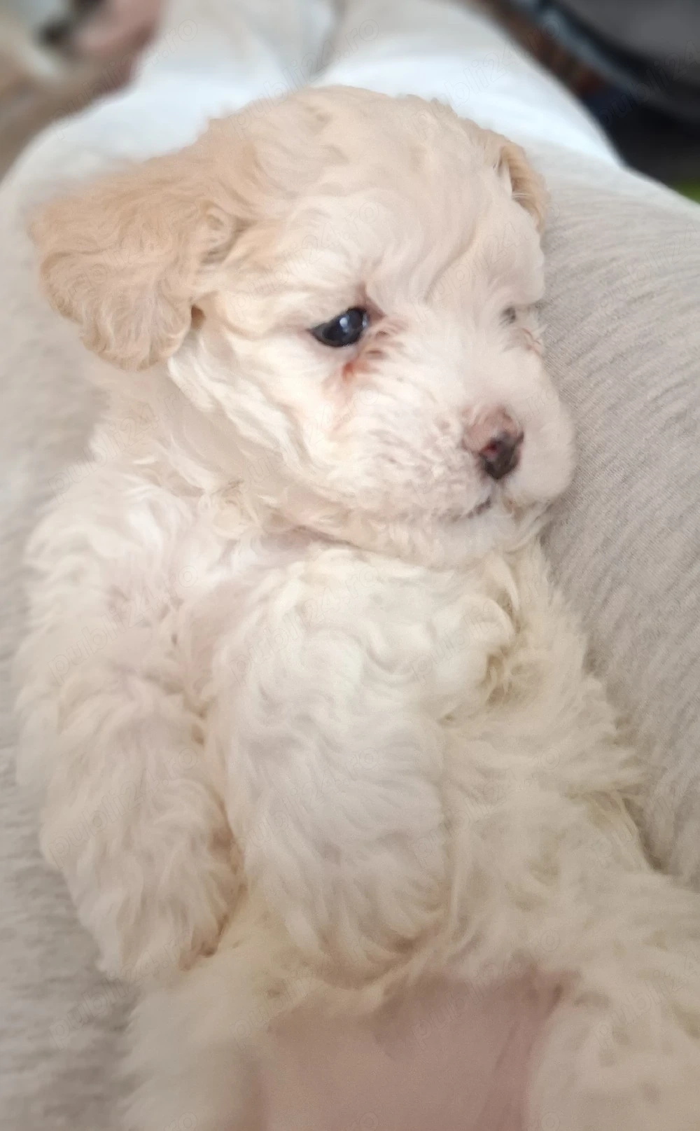 Bichon maltez fetiță îsi cauta o căsuță noua urgent !