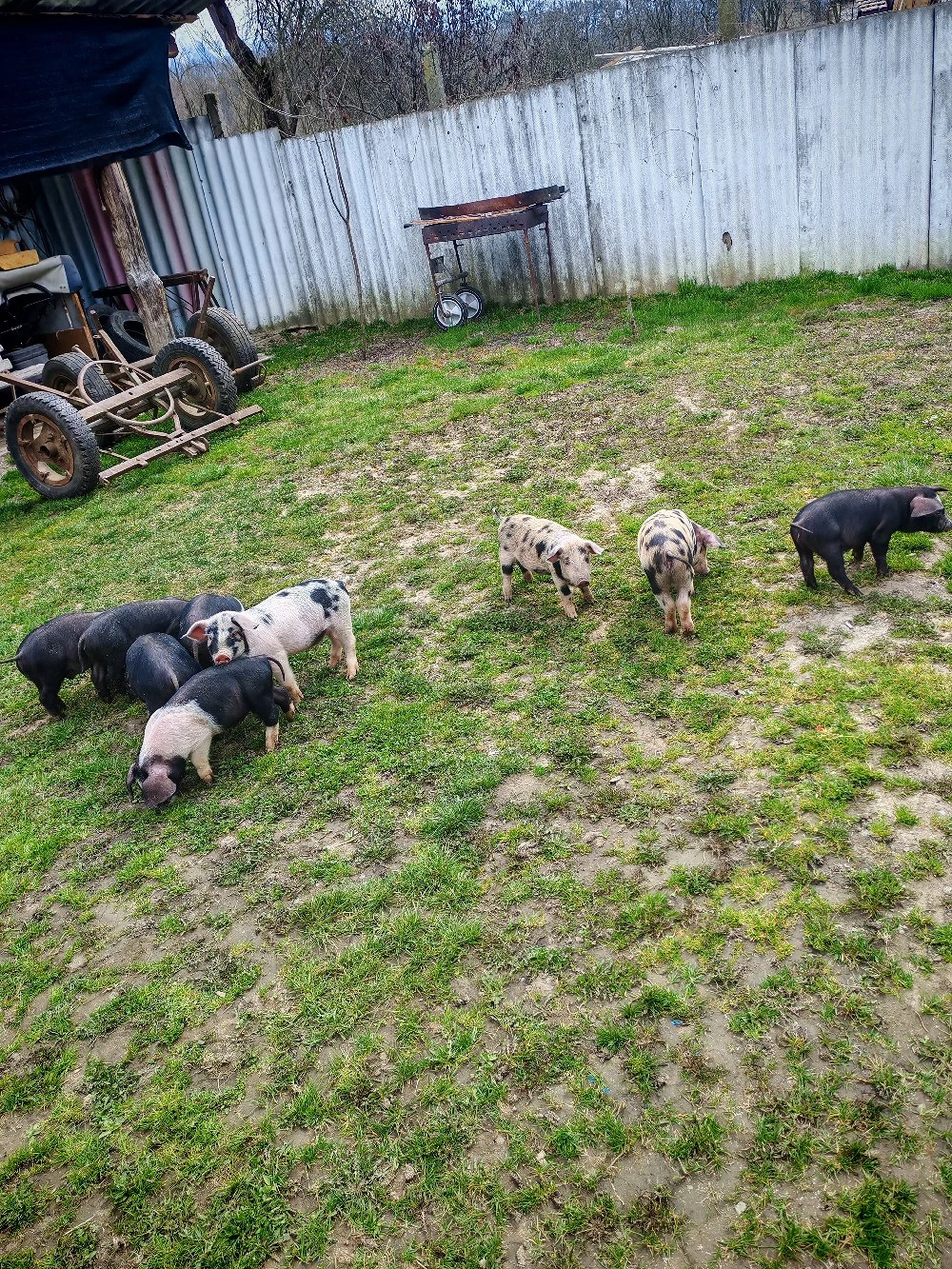 Vand purcei de 8 săptămâni 