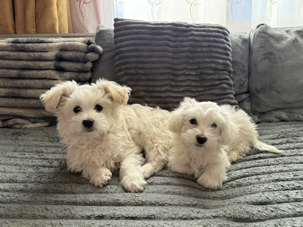  2 cățeluși Bichon Havanez își caută familia iubitoare 
