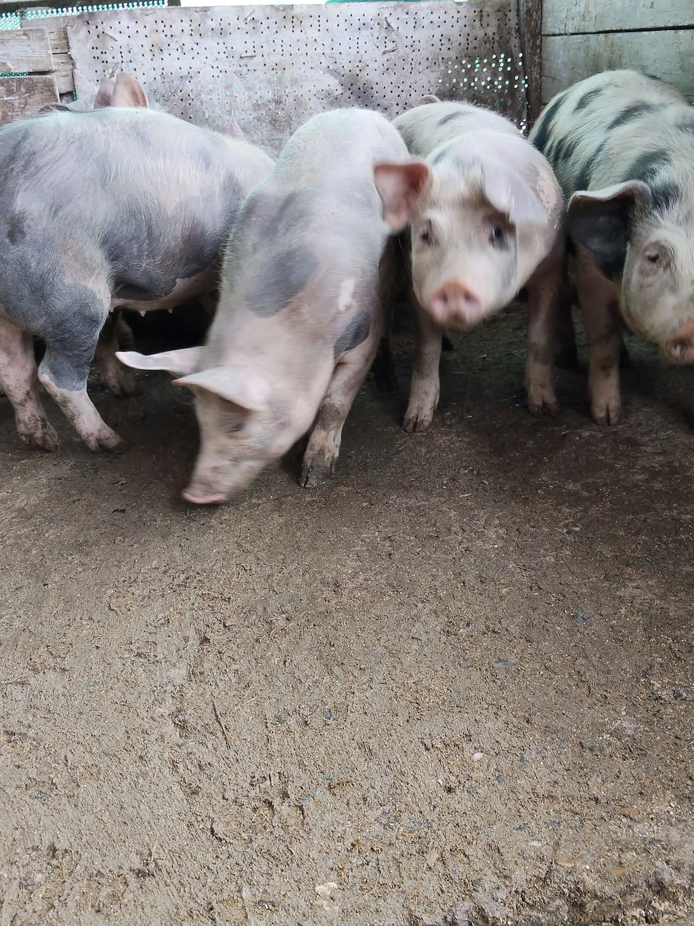 Vând porci durok cu petrean 