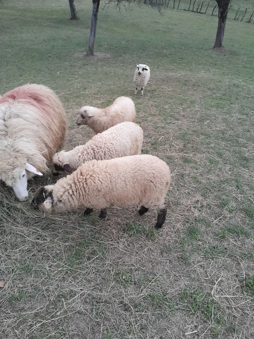 Miei crescuți în gospodărie proprie 