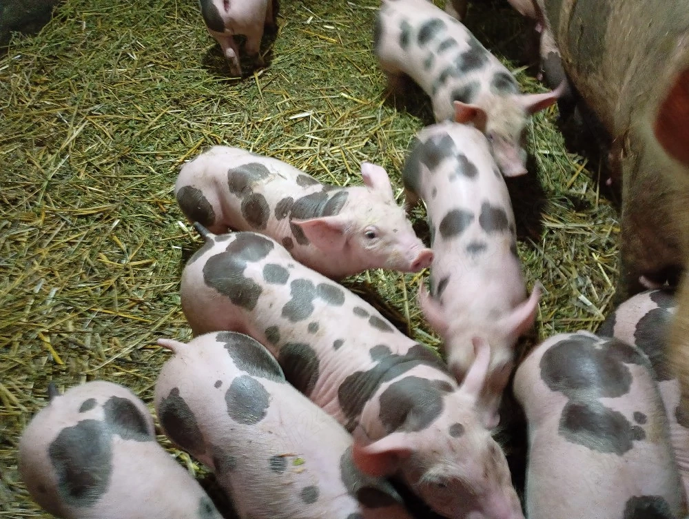 Vând purcei și purcele!!