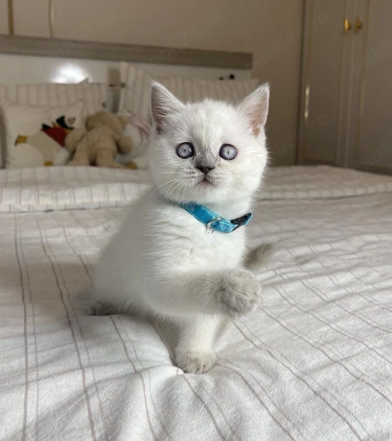 Puiuți British Shorthair 