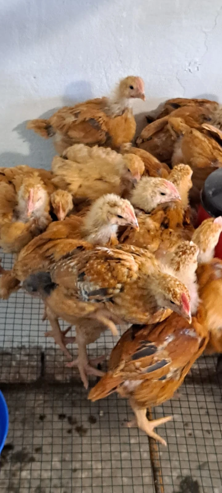 Disponibili pui rasa mixta