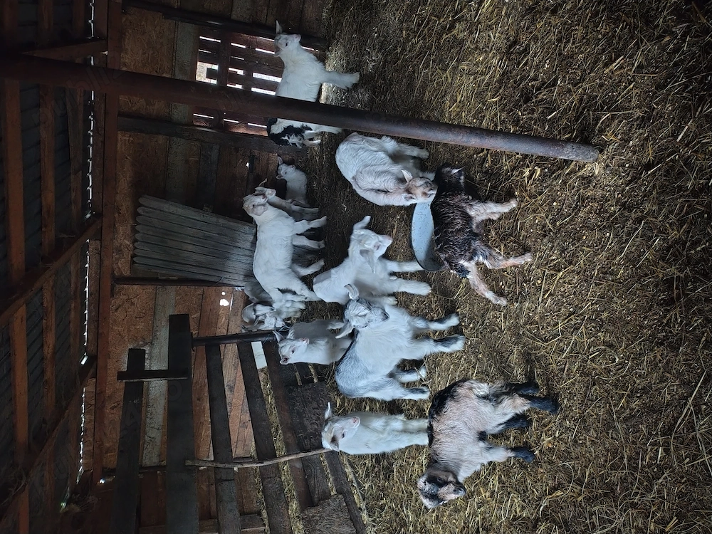 Vând iezi cu vârsta de 1luna,50 de lei buc