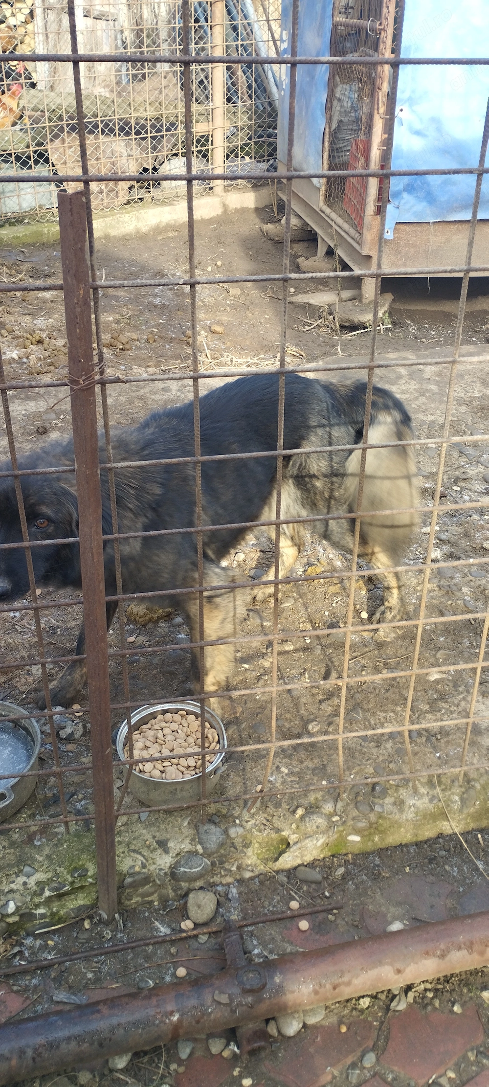 donez 3 câini , 2 crescuți în curte liberi , sunt masculi , iar ce l de al 3 le-a în  țarc fata 