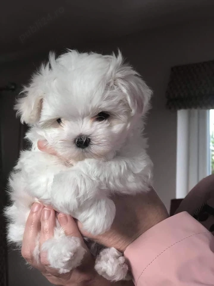 Bichon Maltez talie mini 