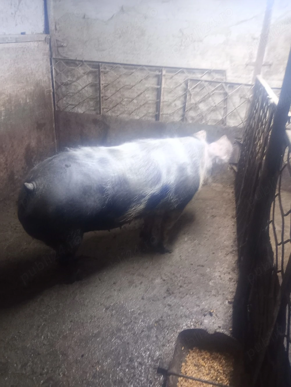 porc de carne 