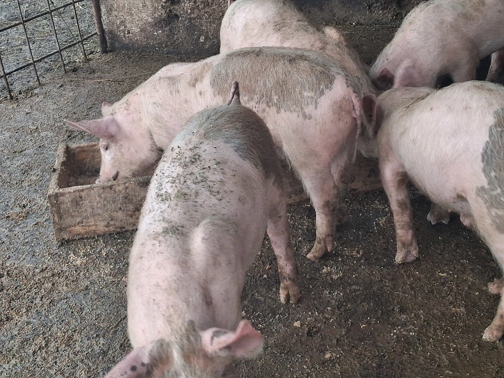 Purcei  carne de vanzare din producție proprie, 12 saptamani 