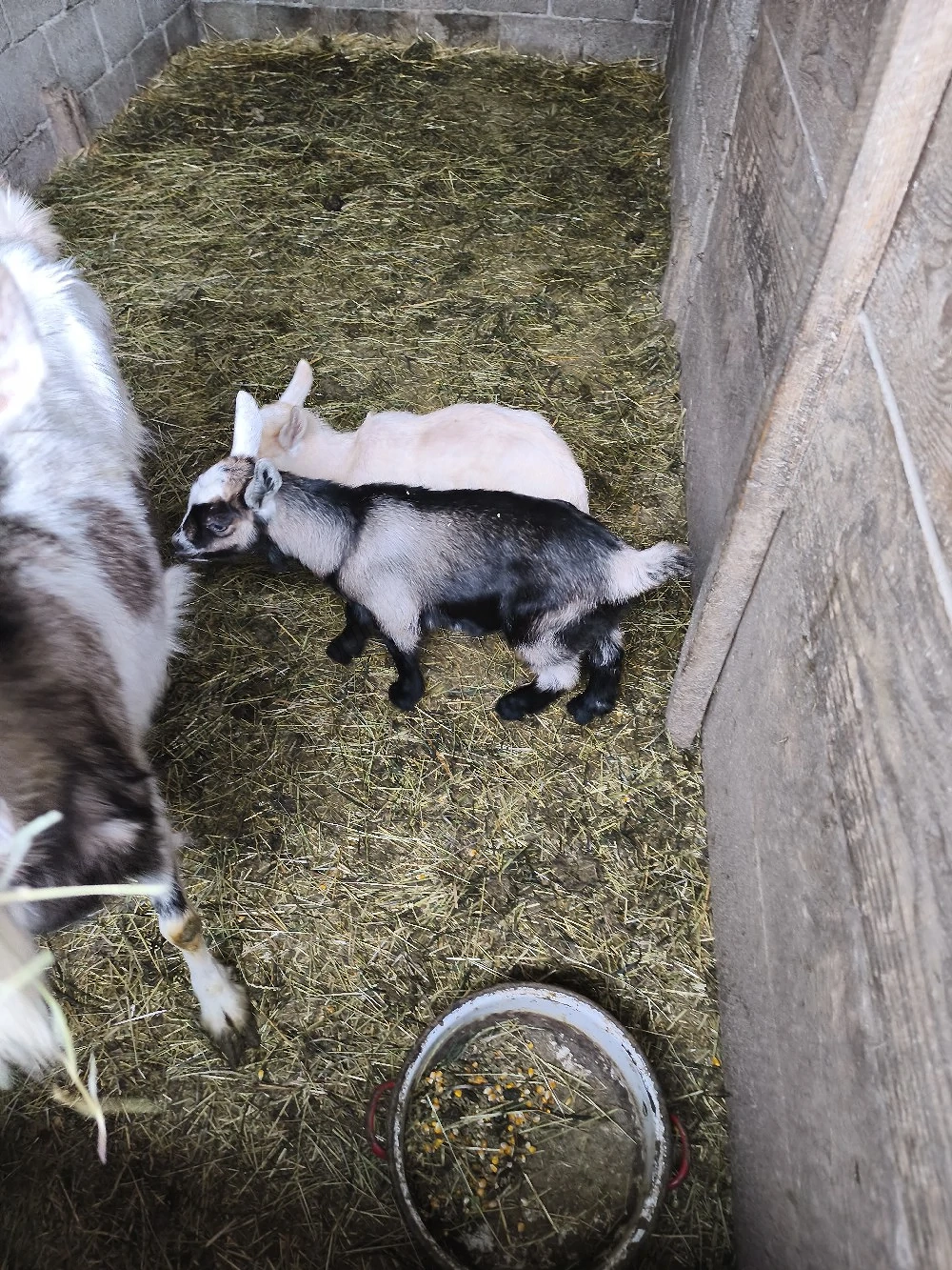 Vand iedute pt pasti 