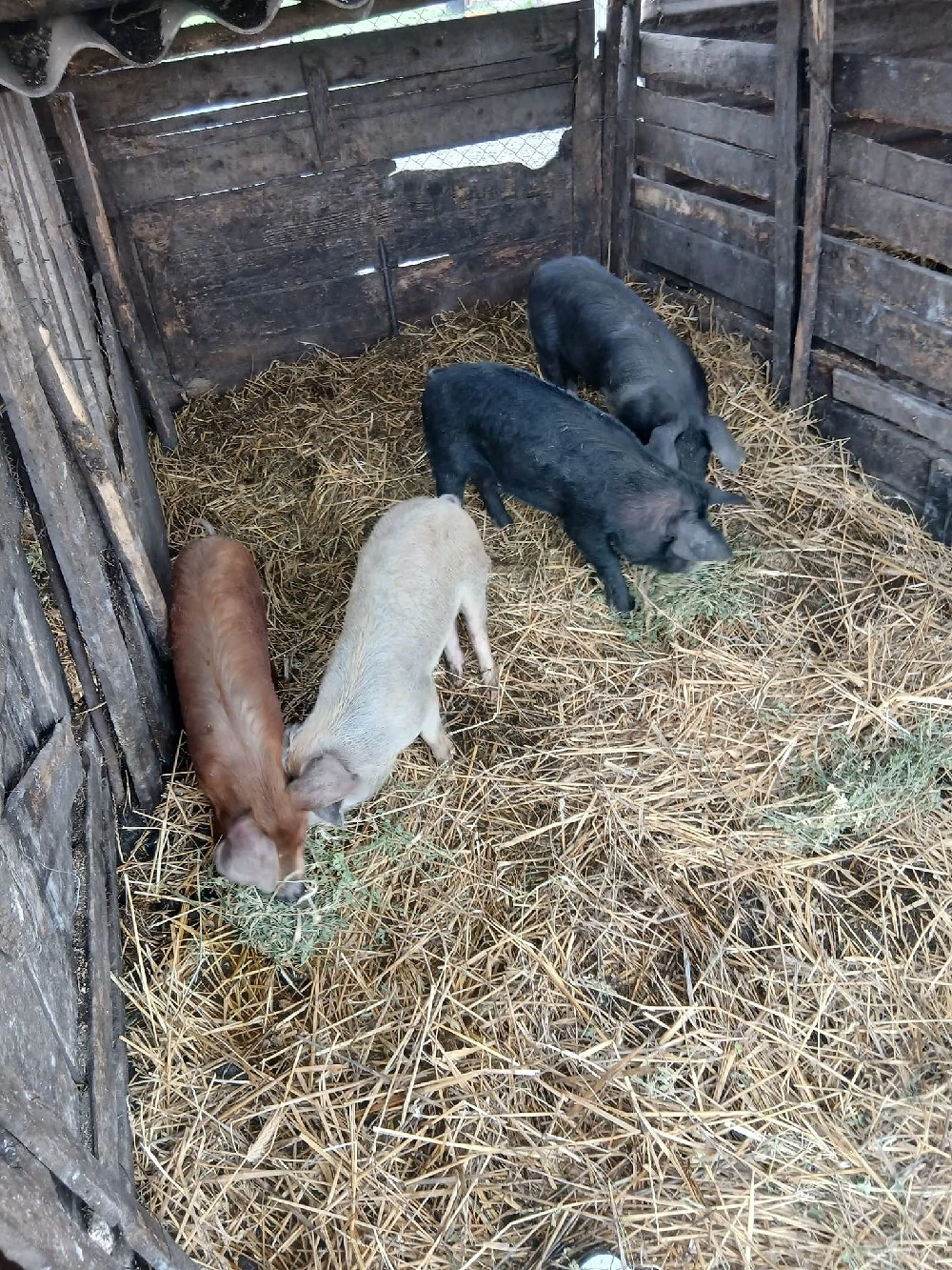 De Vânzare 4 bucăți 30 35 kg 