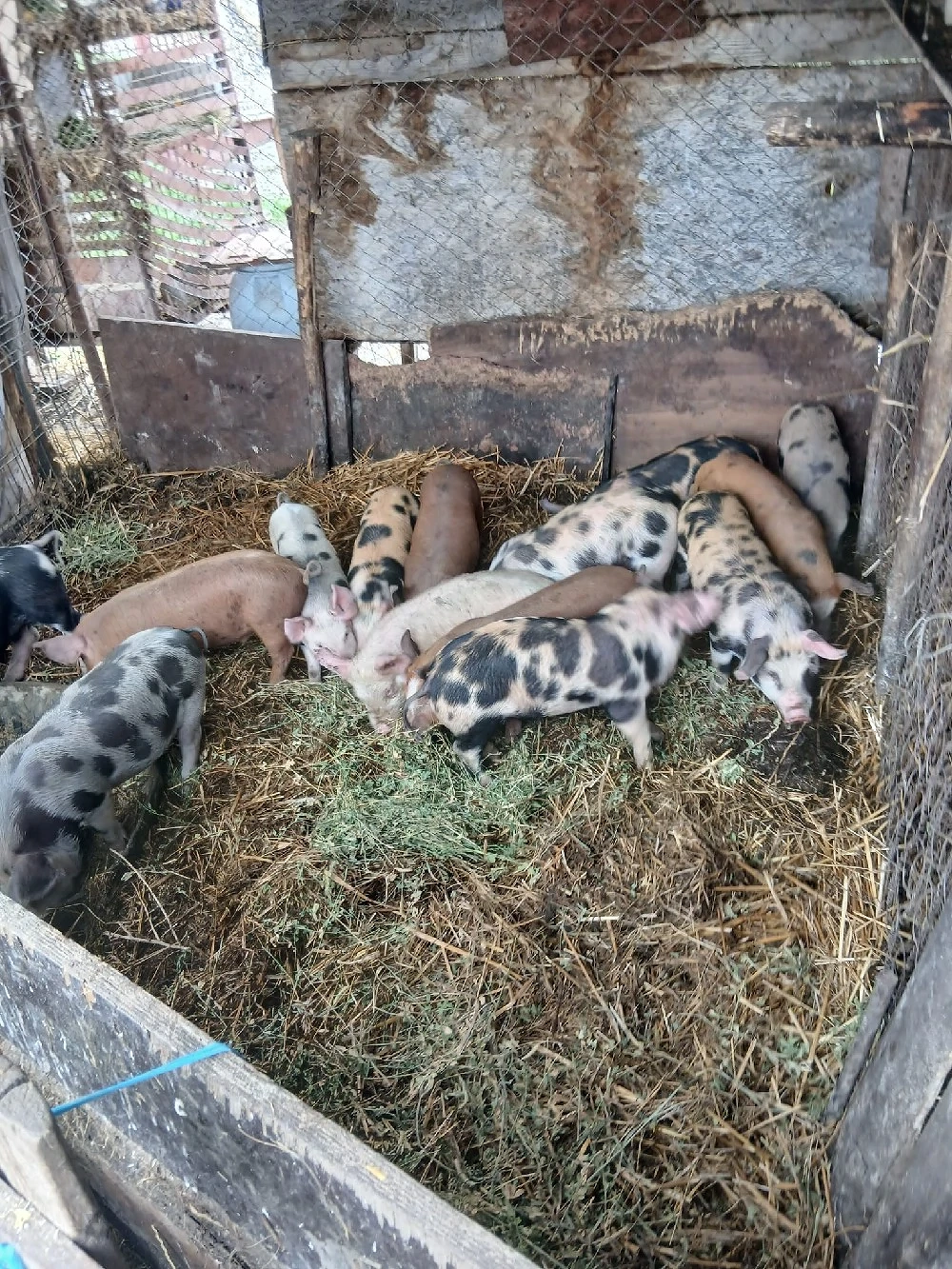 De Vânzare 14 purcei 8 săptămânii vacinații 