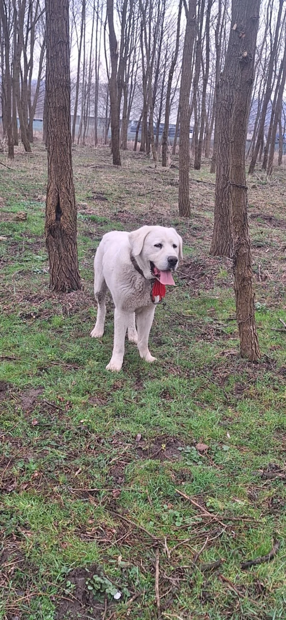 vand sau schimb mascul cu pedigri 