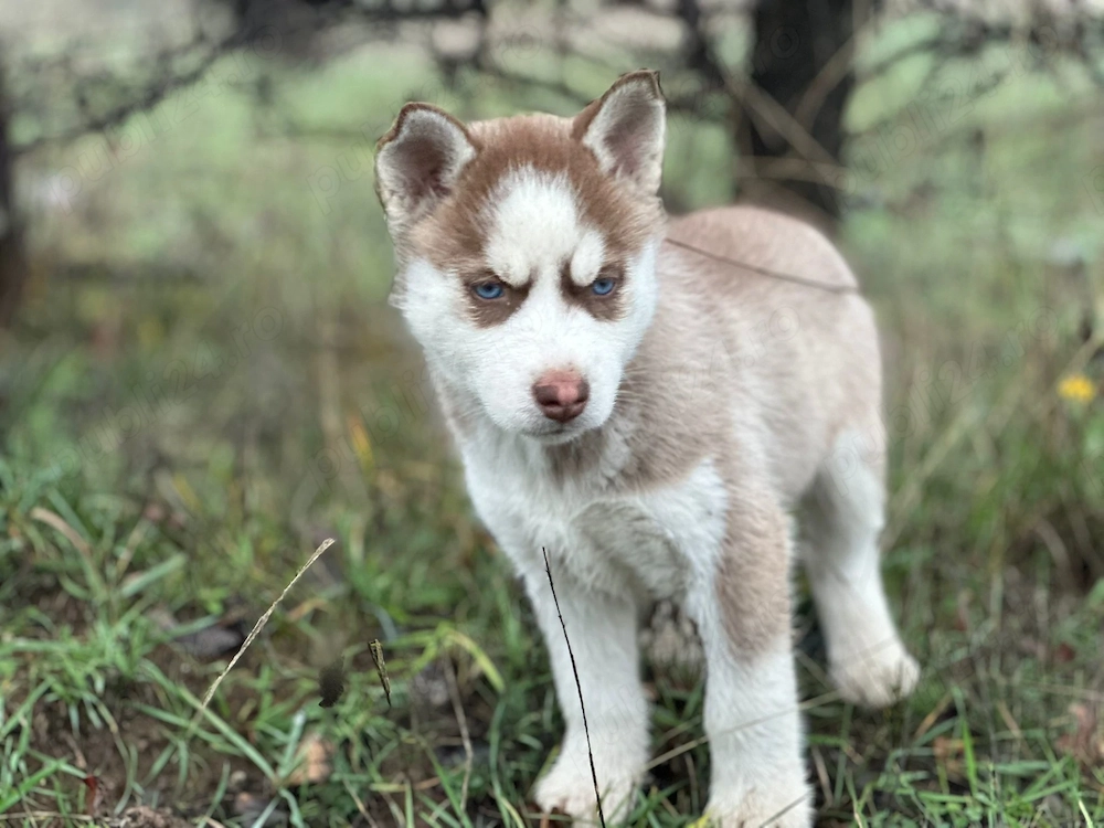 Vând husky siberian 