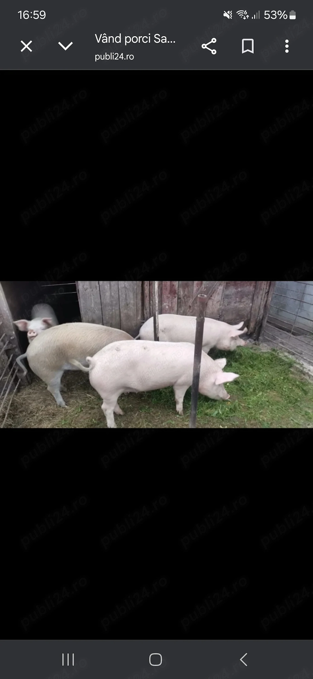 porci de vanzare gospodărie proprie nu ferma 
