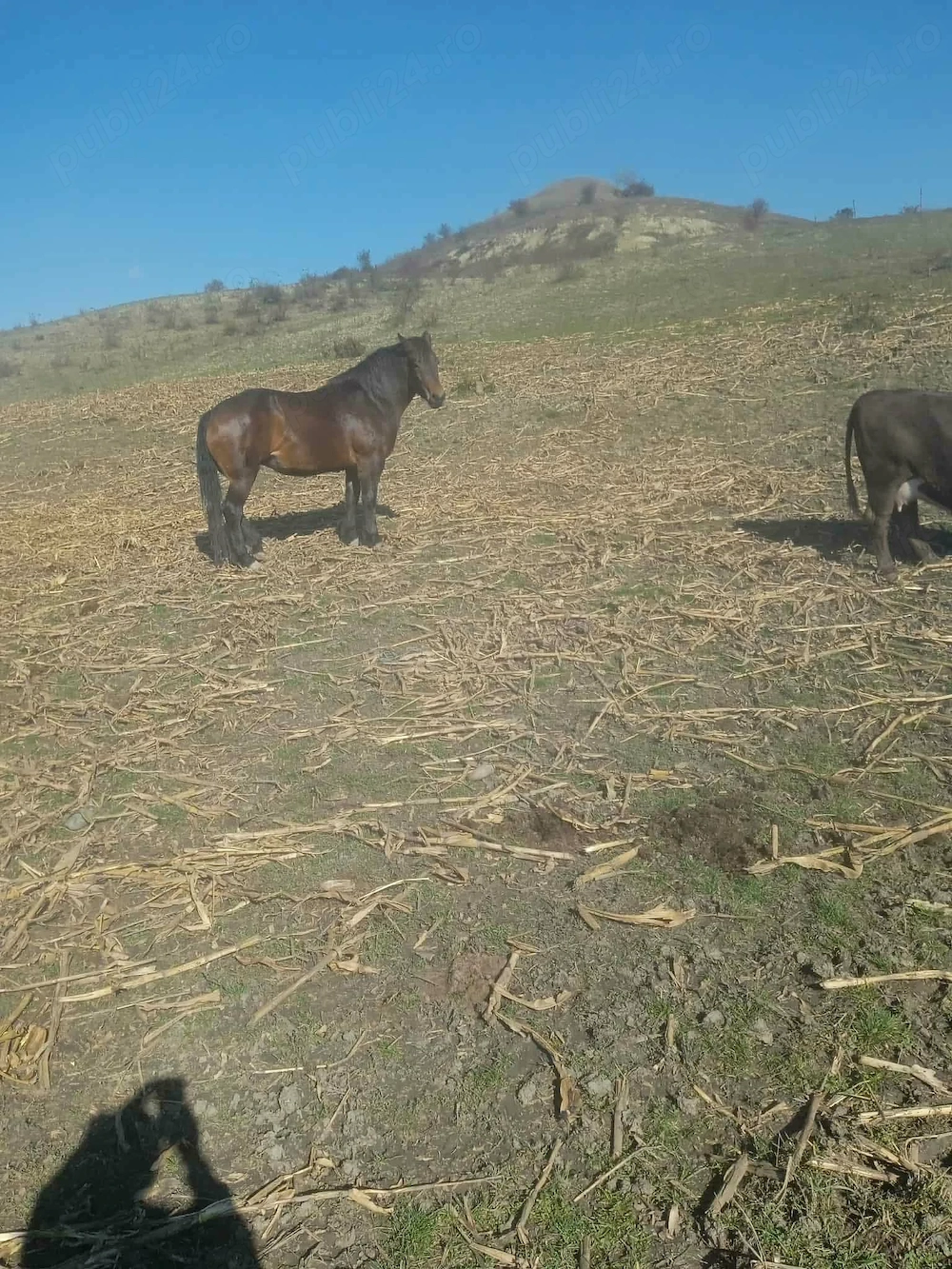 Vând iapă între 3 și 4 ani