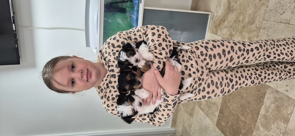 Yorkshire mini fetita