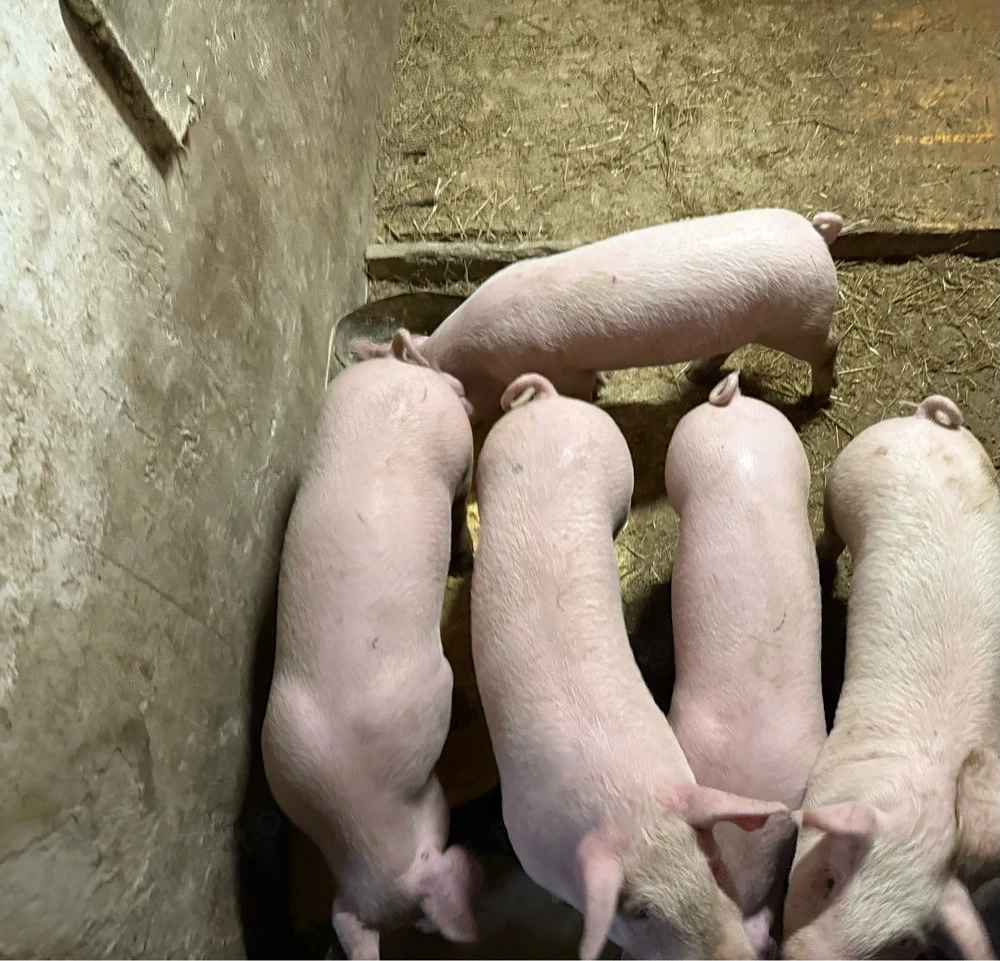 vand purcei 7 saptamani 