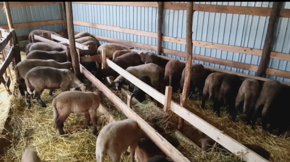 Vând miei pentru sacrificat 