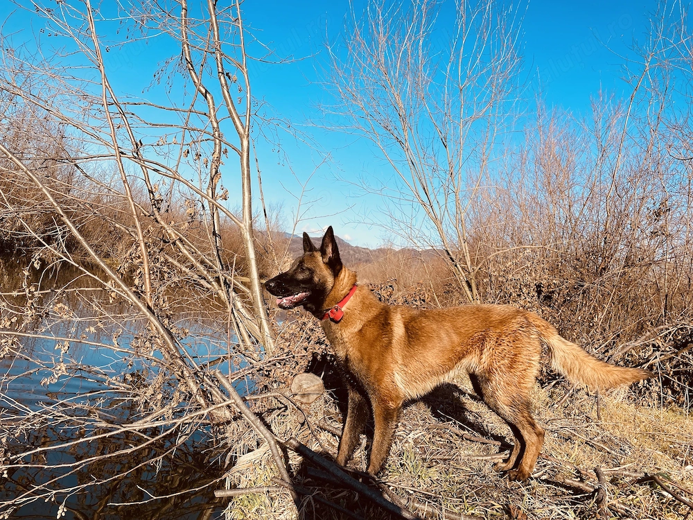 Donez caine belgian melinois