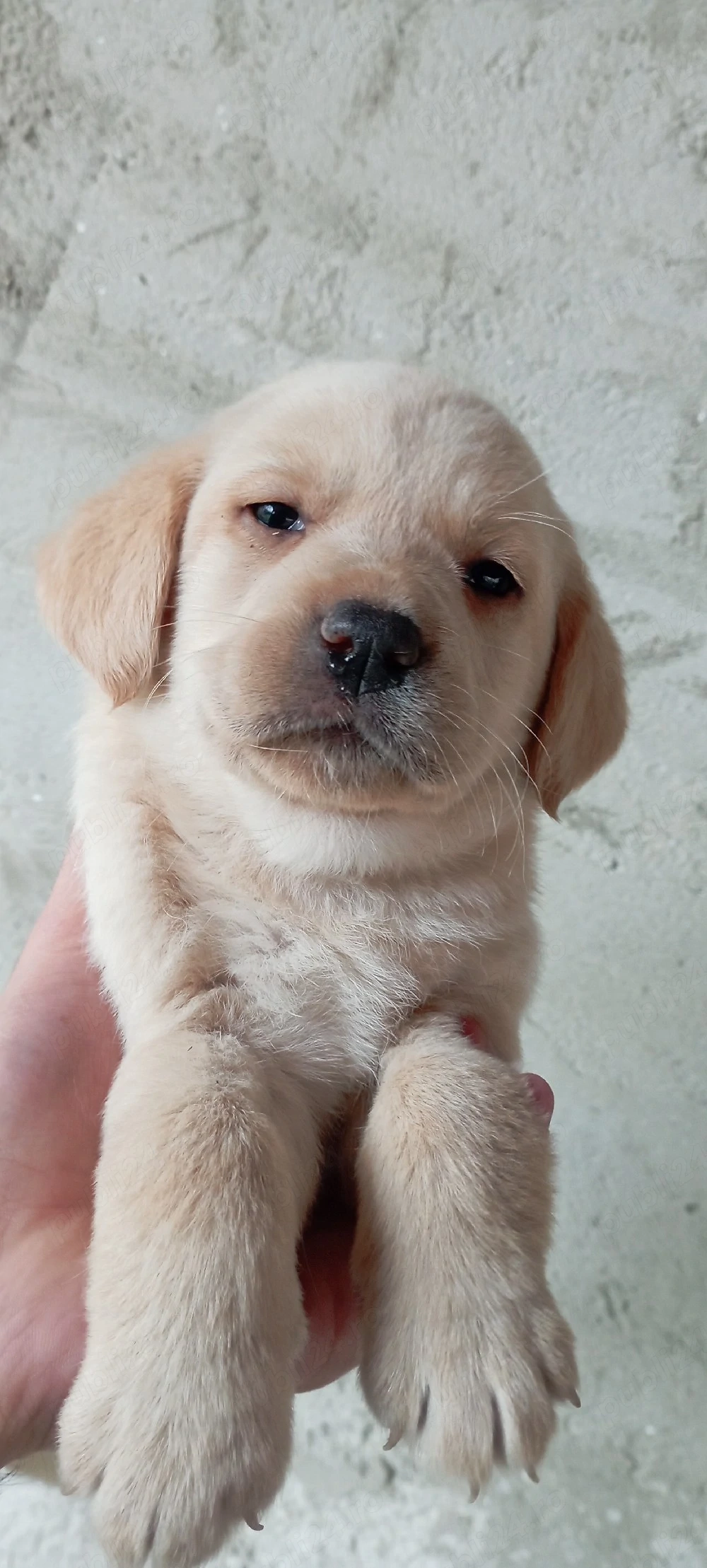 Vand Labrador Retriever 1 luna jumate