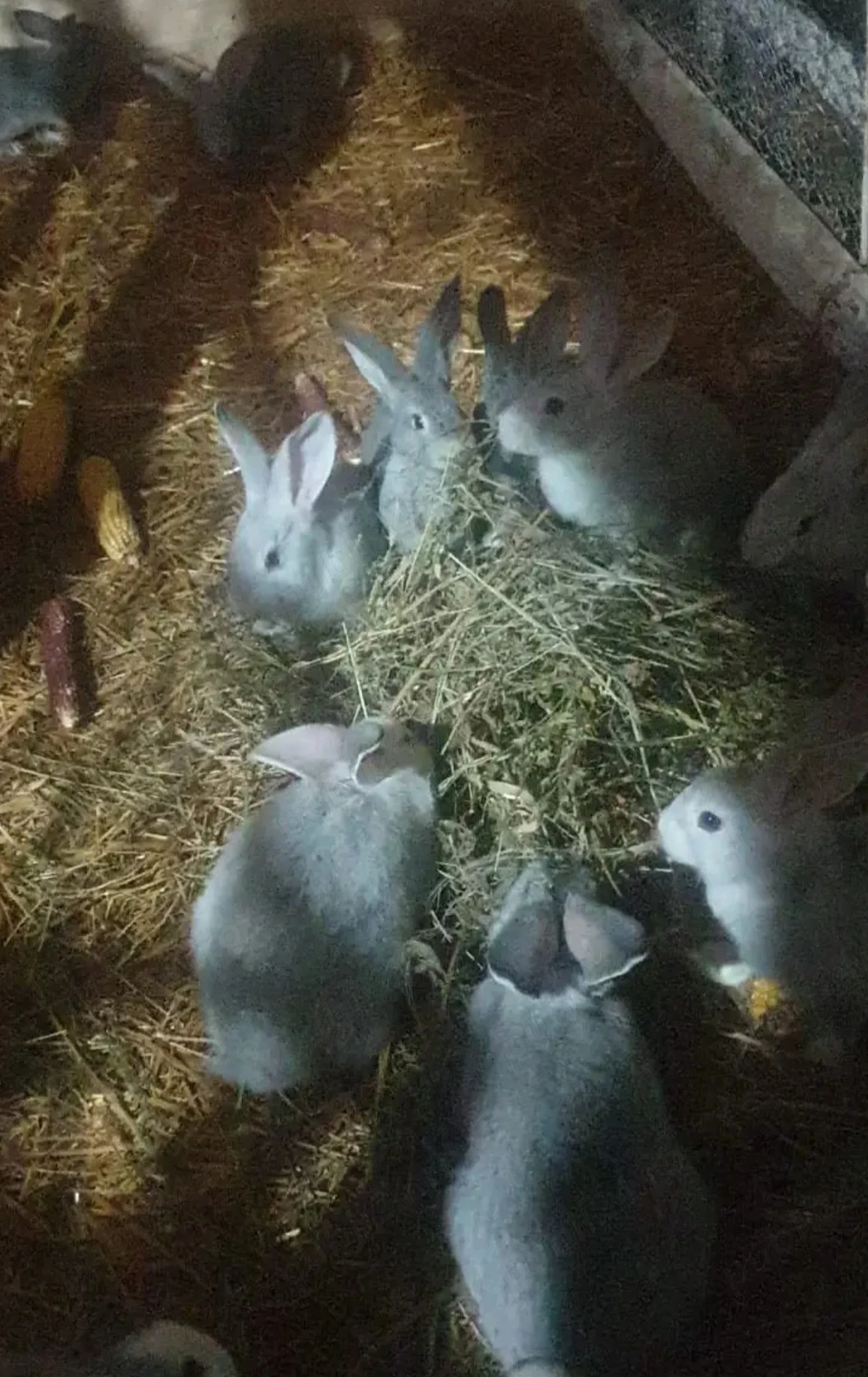 Vând  iepuri  de Paște 