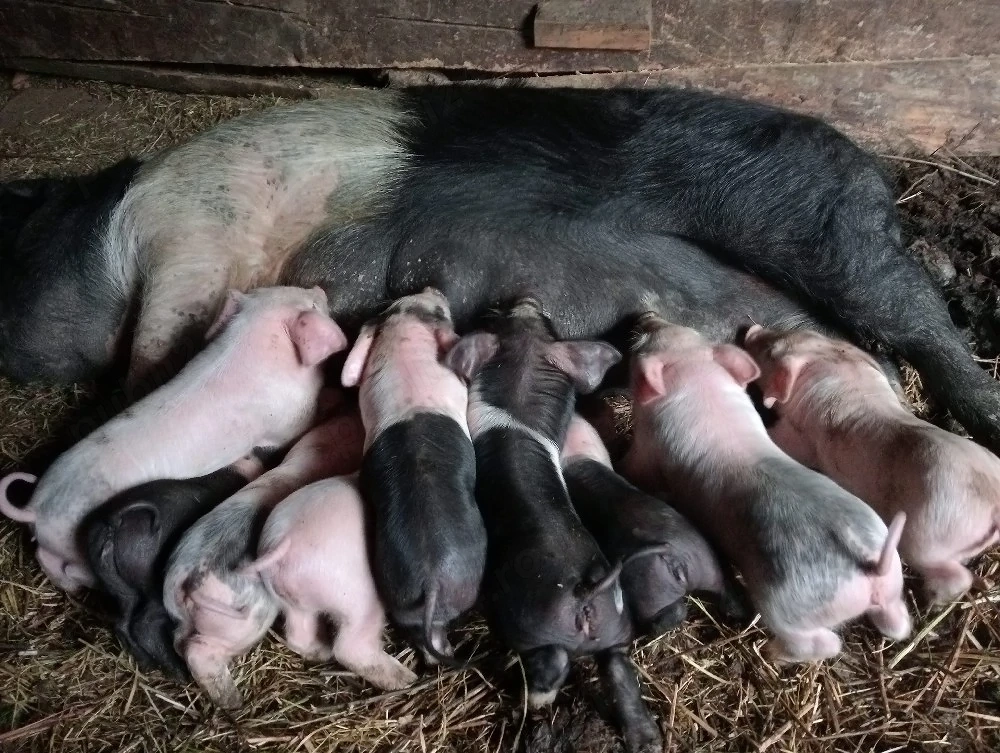 De vânzare scroafă cu 9 purceii 