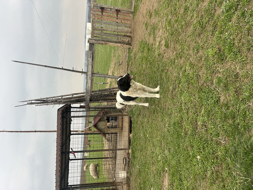 Mascul ciobănesc de Bucovina 