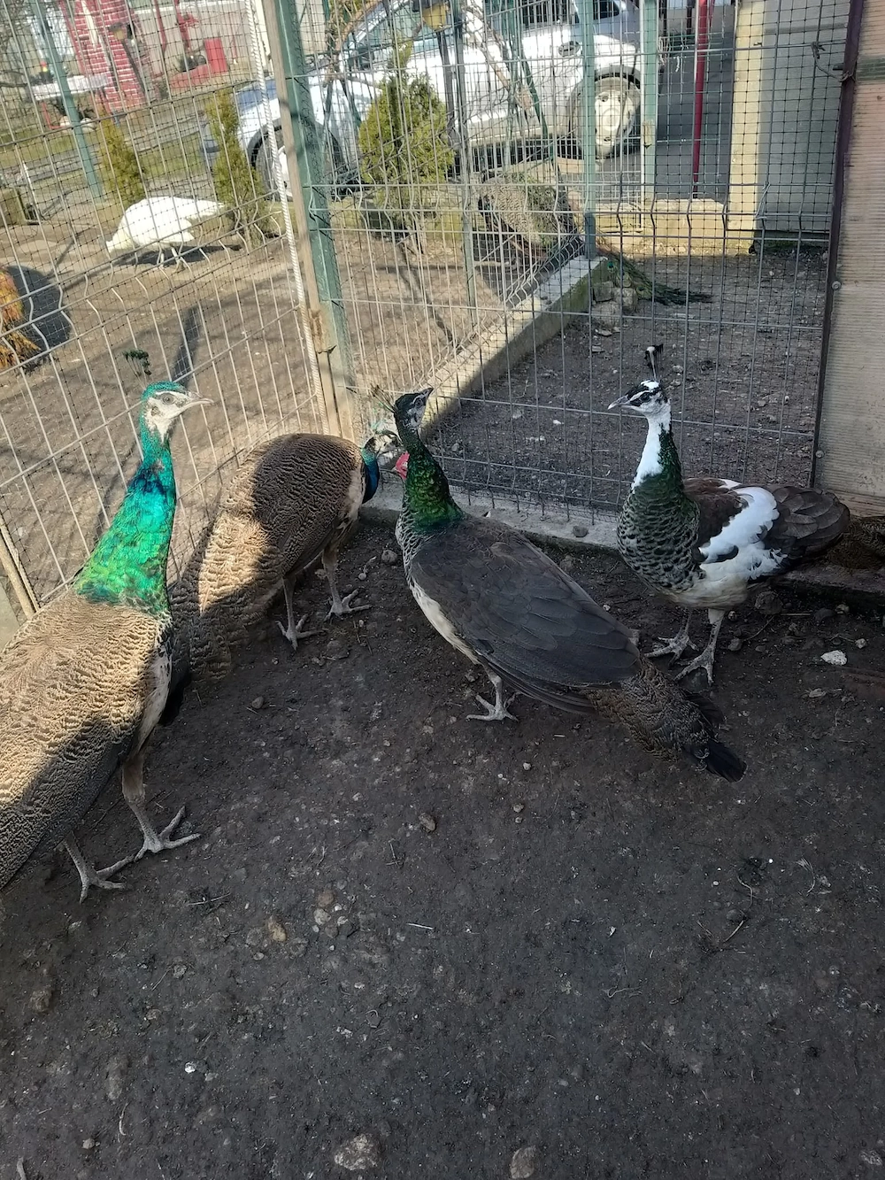 Vand pauni comuni 2025