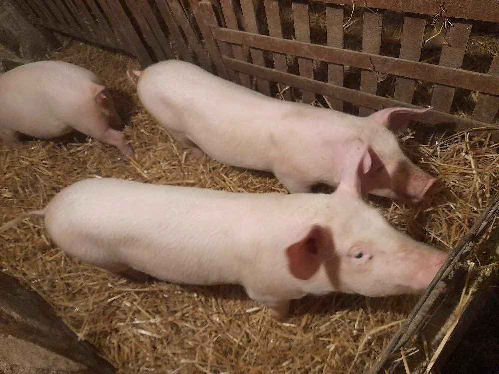 vand grasuni pentru protap 