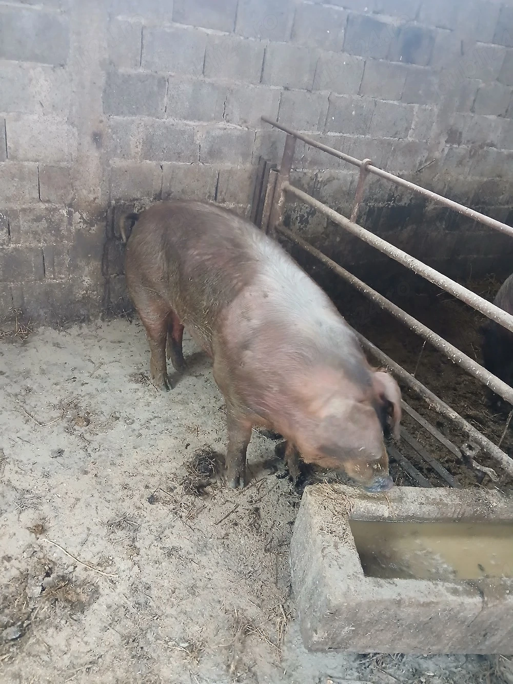 vand porc rasa duroc  130   160 kg