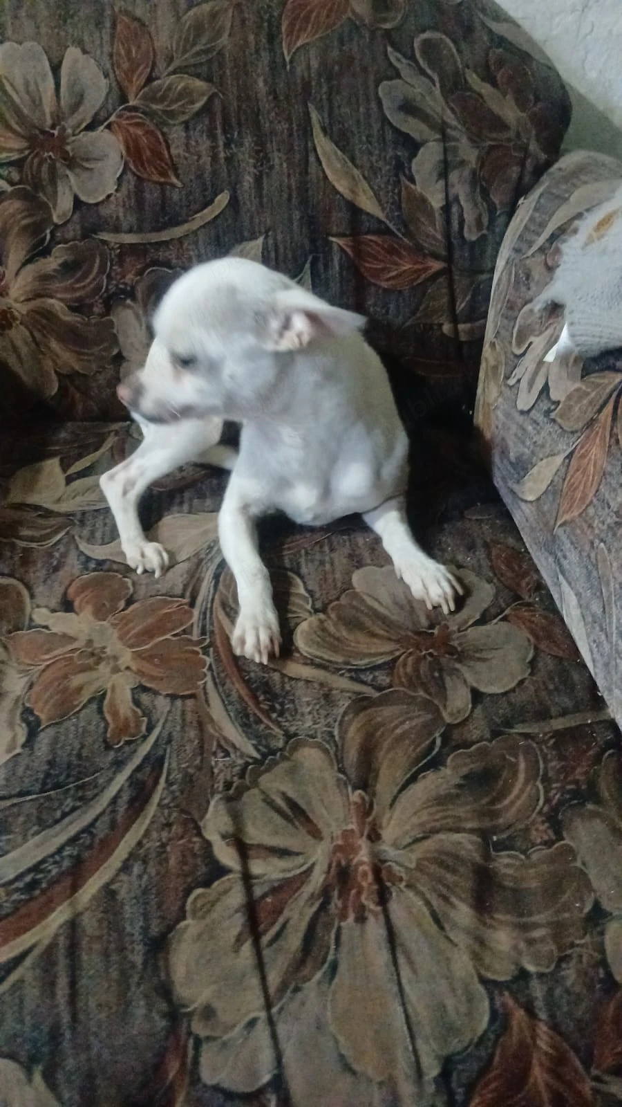 Cățelușa chihuahua 1 an si 3 luni 