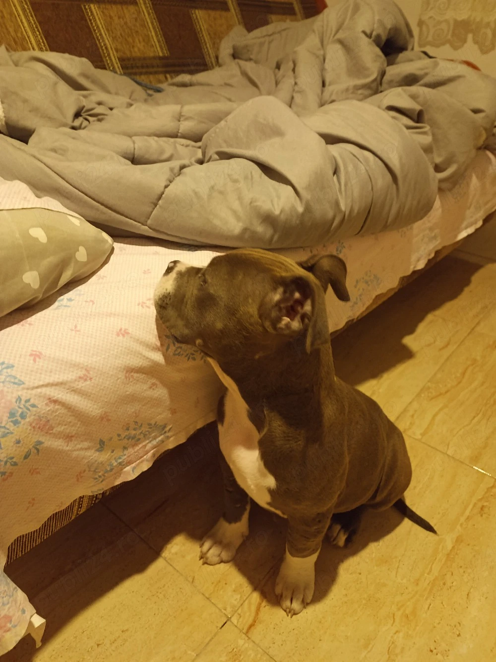 vand femela American Bully xl  blue3 luni