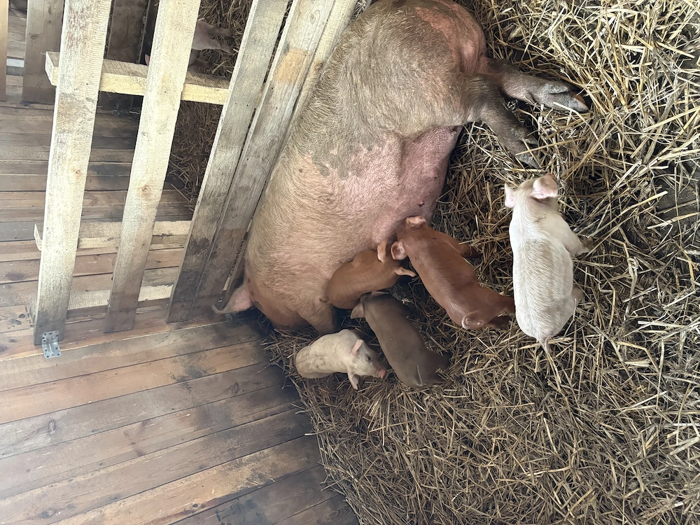 Vând scroafa cu 5 purcei