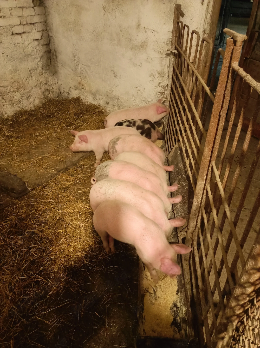 Purcei 7 săptămâni ,arpox 20 de kg 